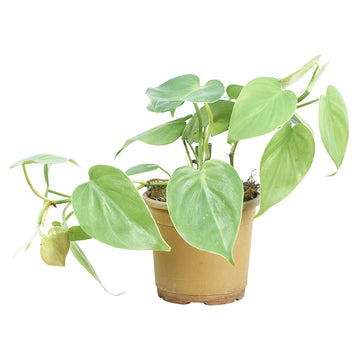 Oxycardium Green Pothos