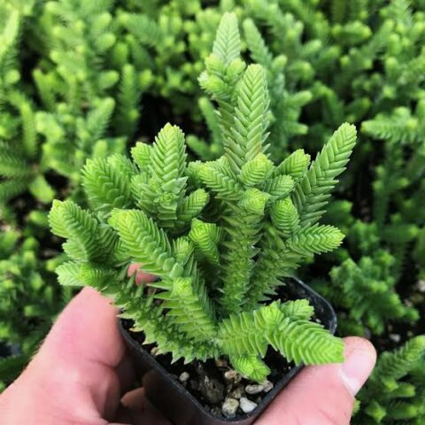 crassula muscosa succulent Princess Crassula Pine / Crassula Muscosa
