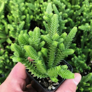 Princess Crassula Pine / Crassula Muscosa