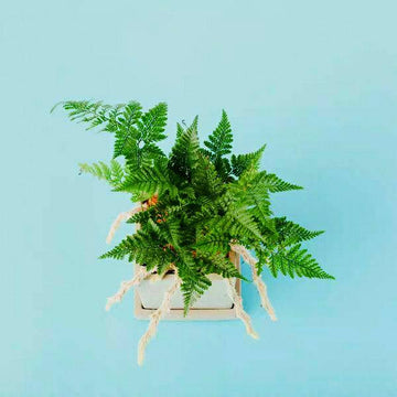 Rabbit foot fern / Rare Tropicals