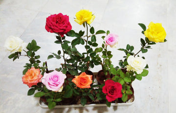 Rose Orange / Bloom Beauty