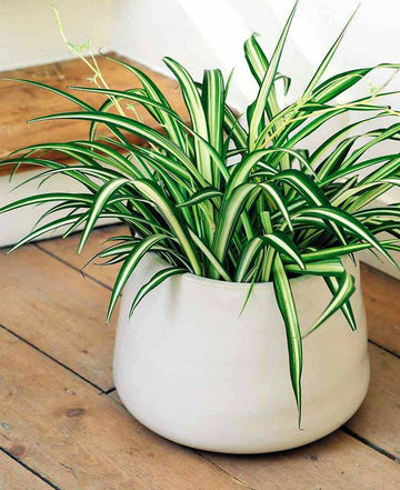 Spider plant “Lemon” / Air Purifying Plants