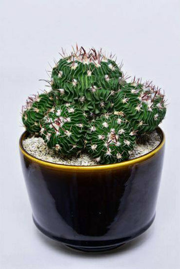 Stenocactus on root / Majestic Rare Cactus