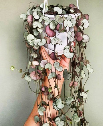 Buy String of Hearts Plant, Ceropegia Woodii House Plant