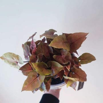 Syngonium Bronze Air Purifying Plants