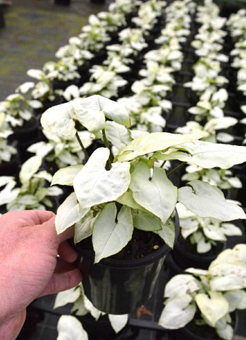Syngonium White Butterfly Plant, Syngonium Plants for Living Room, Indoor Plant