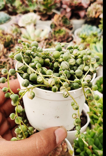 String of Pearls Variegated