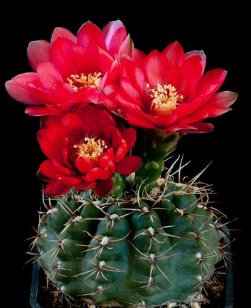 Gymnocalycium Baldianum, Majestic Rare Cactus