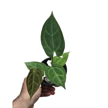 Anthurium Magnificum Hybrid Indoor Plant for Living Space