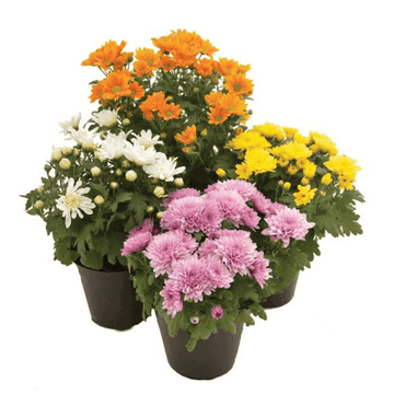 Crysanthemum Poly Bag, Shevanti Flower Plant - Bulk Rate