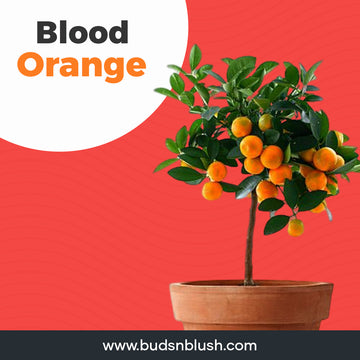 Malta Blood Red Orange Grafted Plant, Grafted Fruit Plant