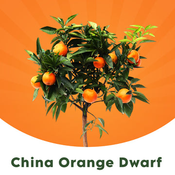 Dwarf China Orange, Bonsai Chinese Orange, Live Plant for Indoor Decoration