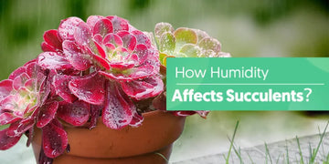 Challenges of growing succulent in humid weather.