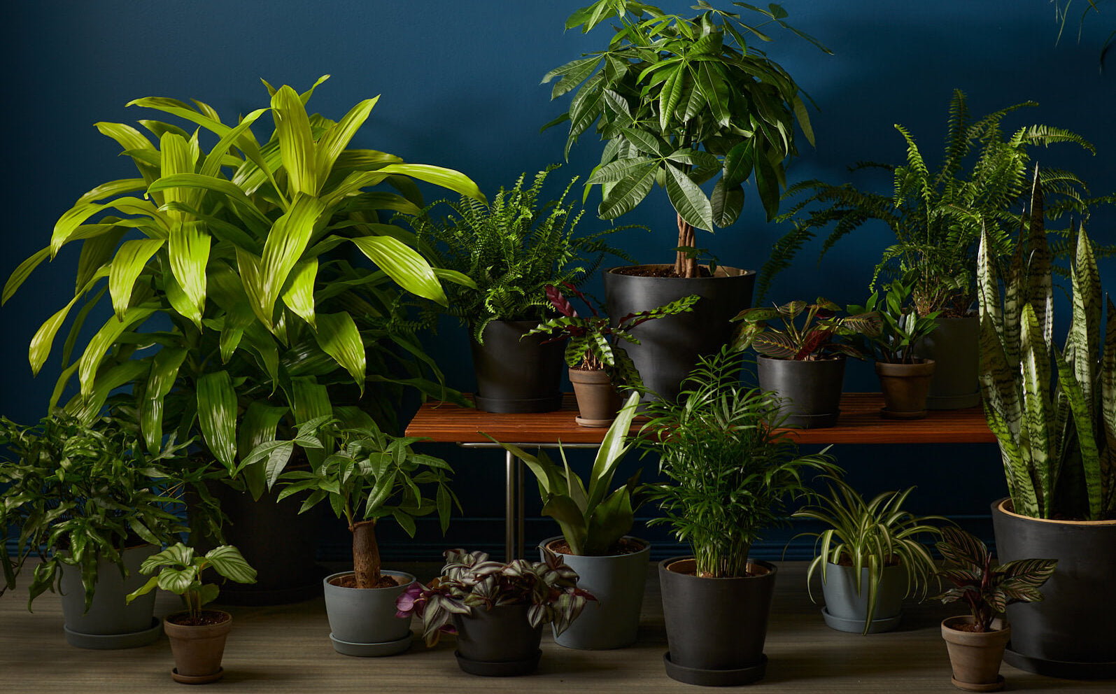 Buy indoor plants for low-light corners in your home