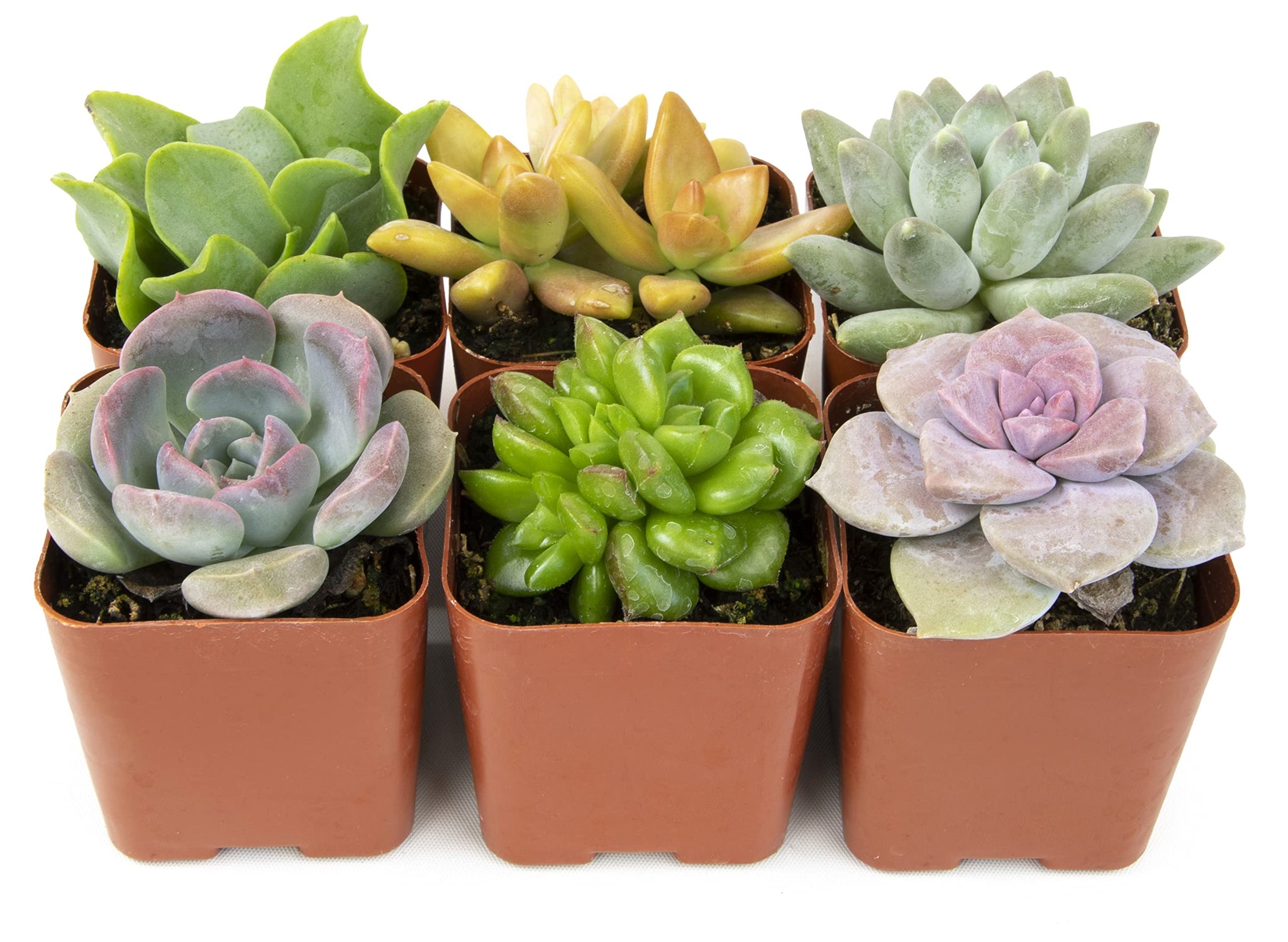 5 succulent plants for Christmas: Add indoor plants to Christmas decor this year