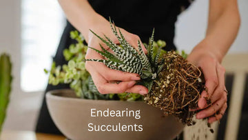 Top 10 Succulent Plants for Indoor to Brighten Up Your Living Space