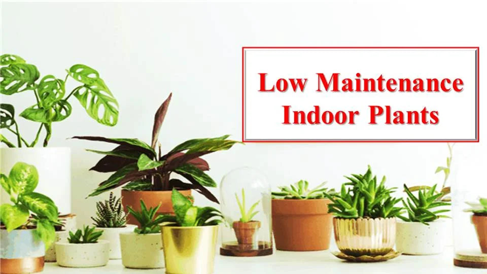 Low Maintenance Indoor Plants That Thive in Hot Weather