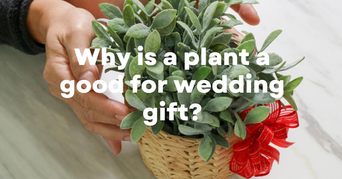 Why is a plant a good for wedding gift?