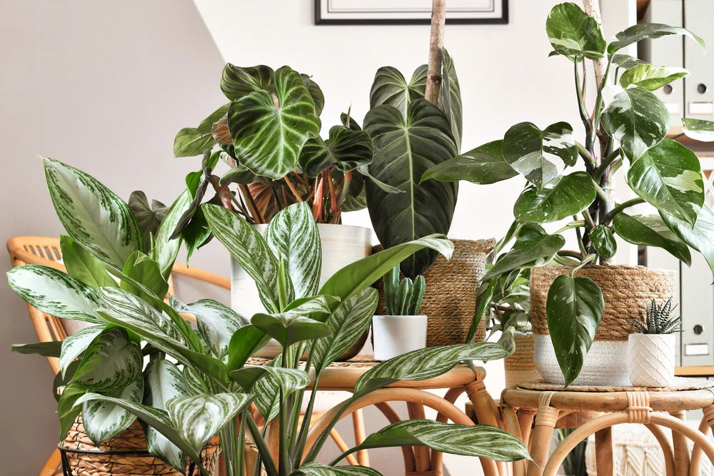 Plants and flowers for home decor: Why variegated plants are so expensive