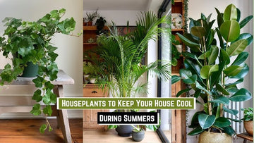 Get ready for the 2025 summer with plant air conditioning