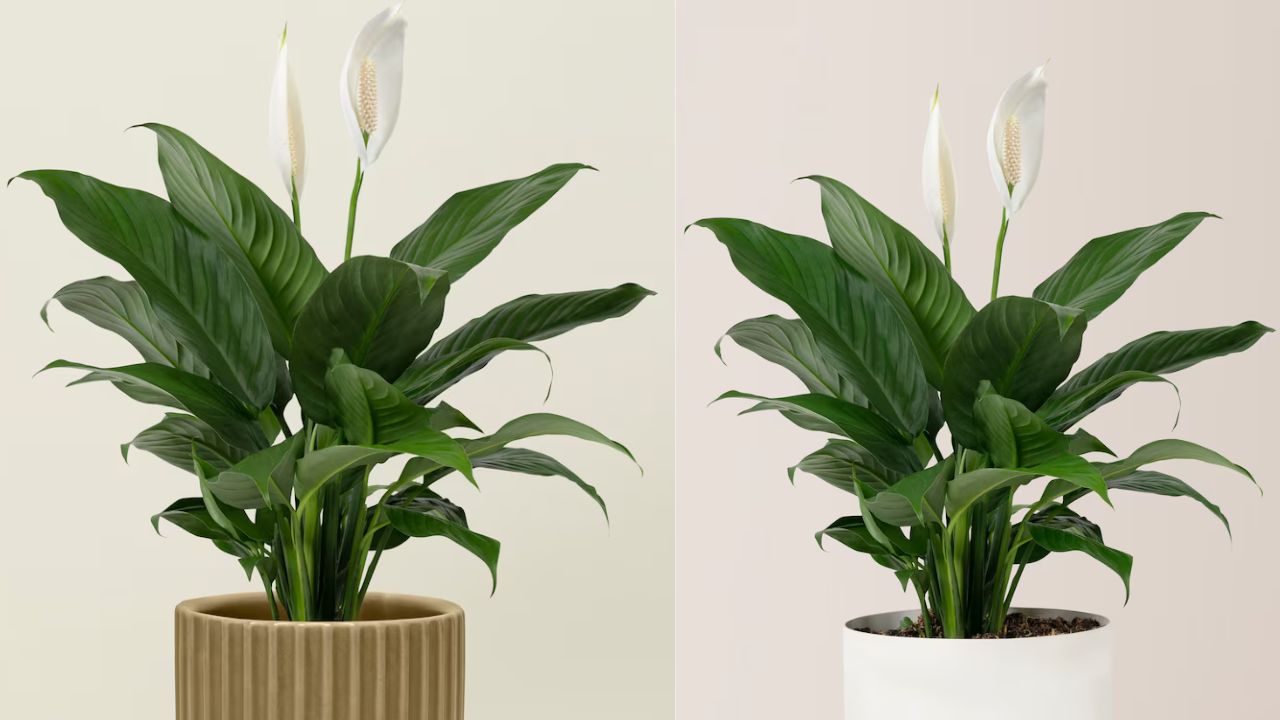 buy indoor plants online India