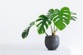 How to Care for Your Monstera: Tips for Healthy Growth