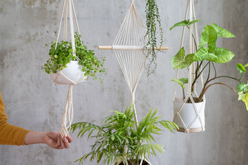 The Best Hanging Plants for Small Spaces