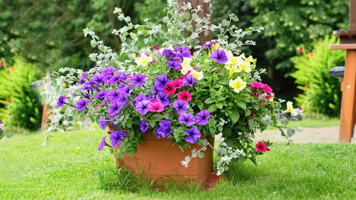 Get home this new year these 5 rapidly growing flowering plants