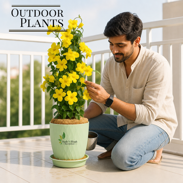 Turn your terrace, balcony , front and back garden in paradise with our amazing collection of outdoor plants