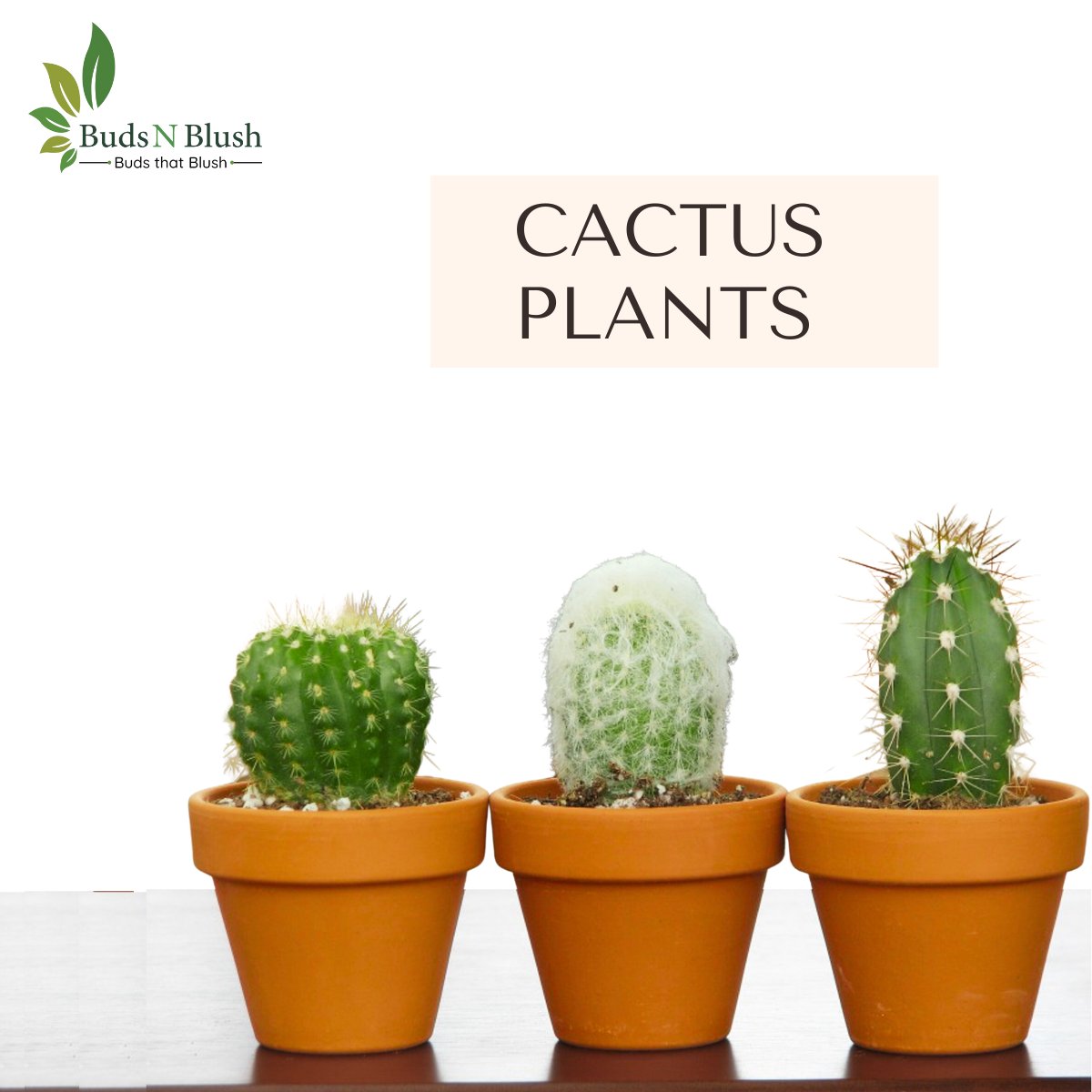 Budsnblush proudly present largest collection of some unique cactus plants in India at most affordable rate