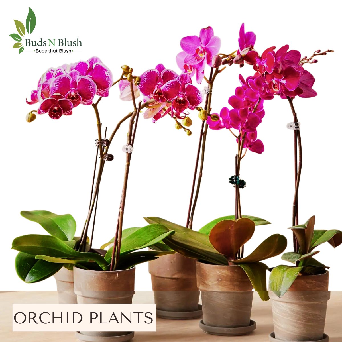 Most sort after plant of the world is now available at Budsnblush with more than 25 species to choose from hurry up and collect your orchid today