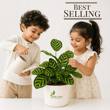 Find out what your fellow gardeners are buying acroos the world in this amazing collection of best selling plants