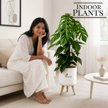 Elegant Indoor Plants