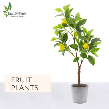 Now you can enjoy home grown fresh fruits from Budsnblush hybrid fruit tree collections