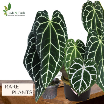 Budsnblush brings largest and rarest plant collection to our beloved customers, majorly species include are anthurium, aroids, orchids and  ferns
