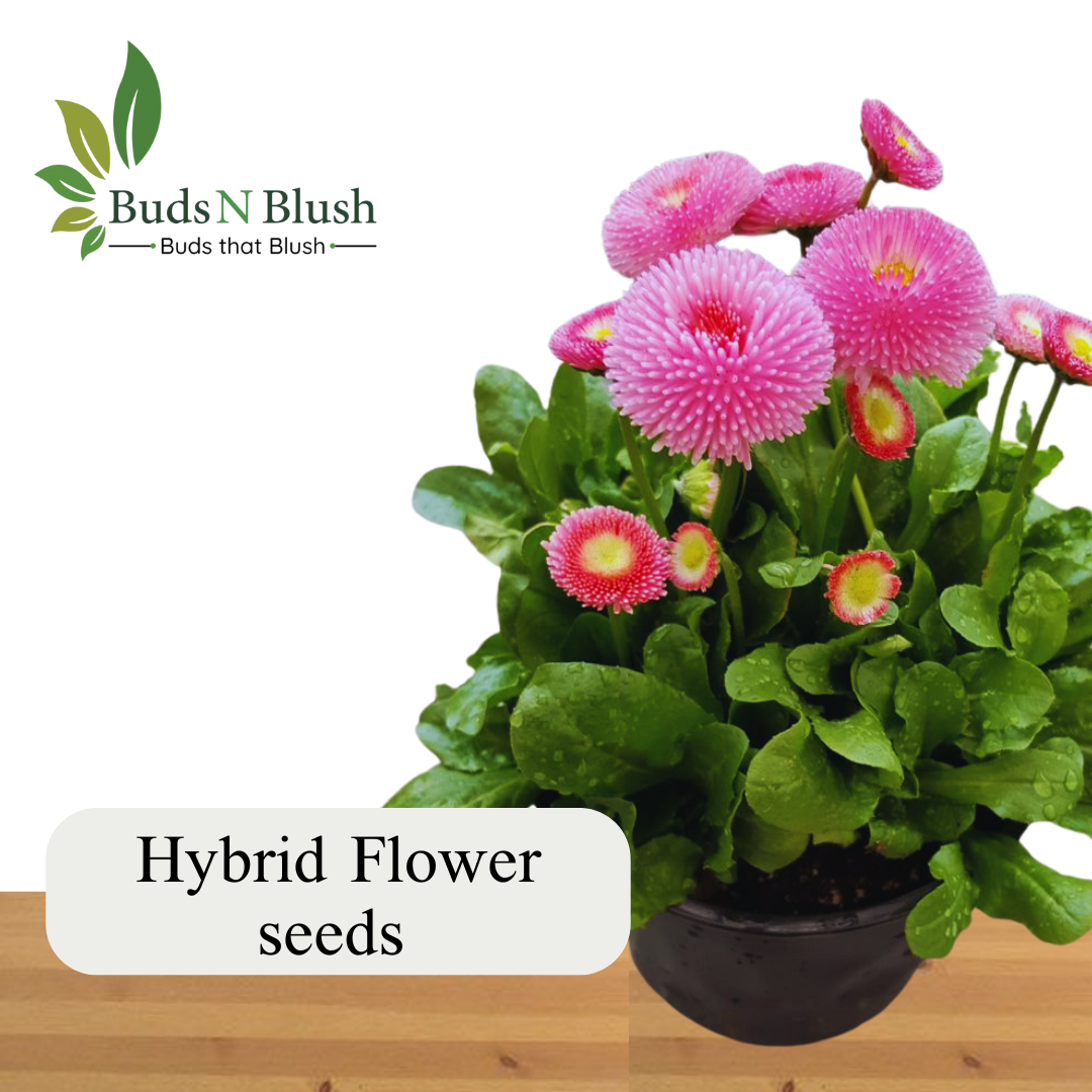 Flower Plant Seeds Page 2