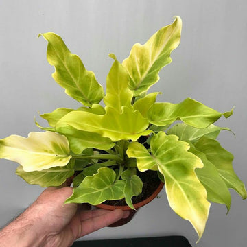 Philodendron Xanadu Golden, Air Purifying Plants