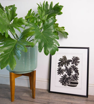 Philodendron Selloum Green / Indoor Plant