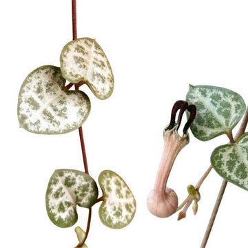 Ceropegia - String of Hearts