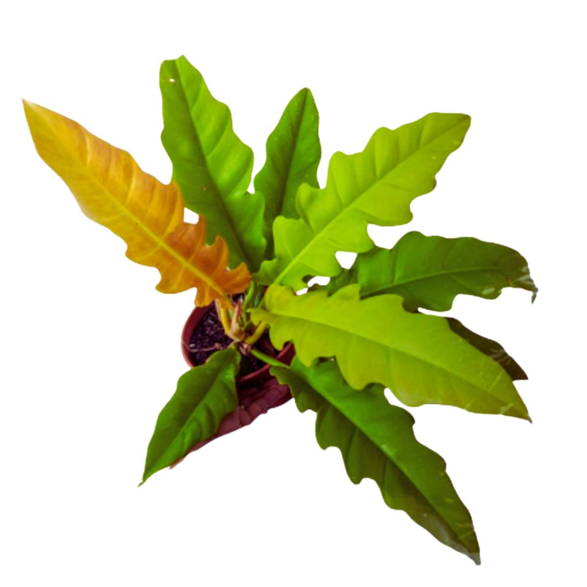 Philodendron Ring of Fire Green