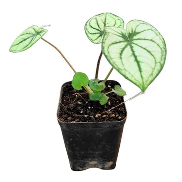 Christmas Caladium white
