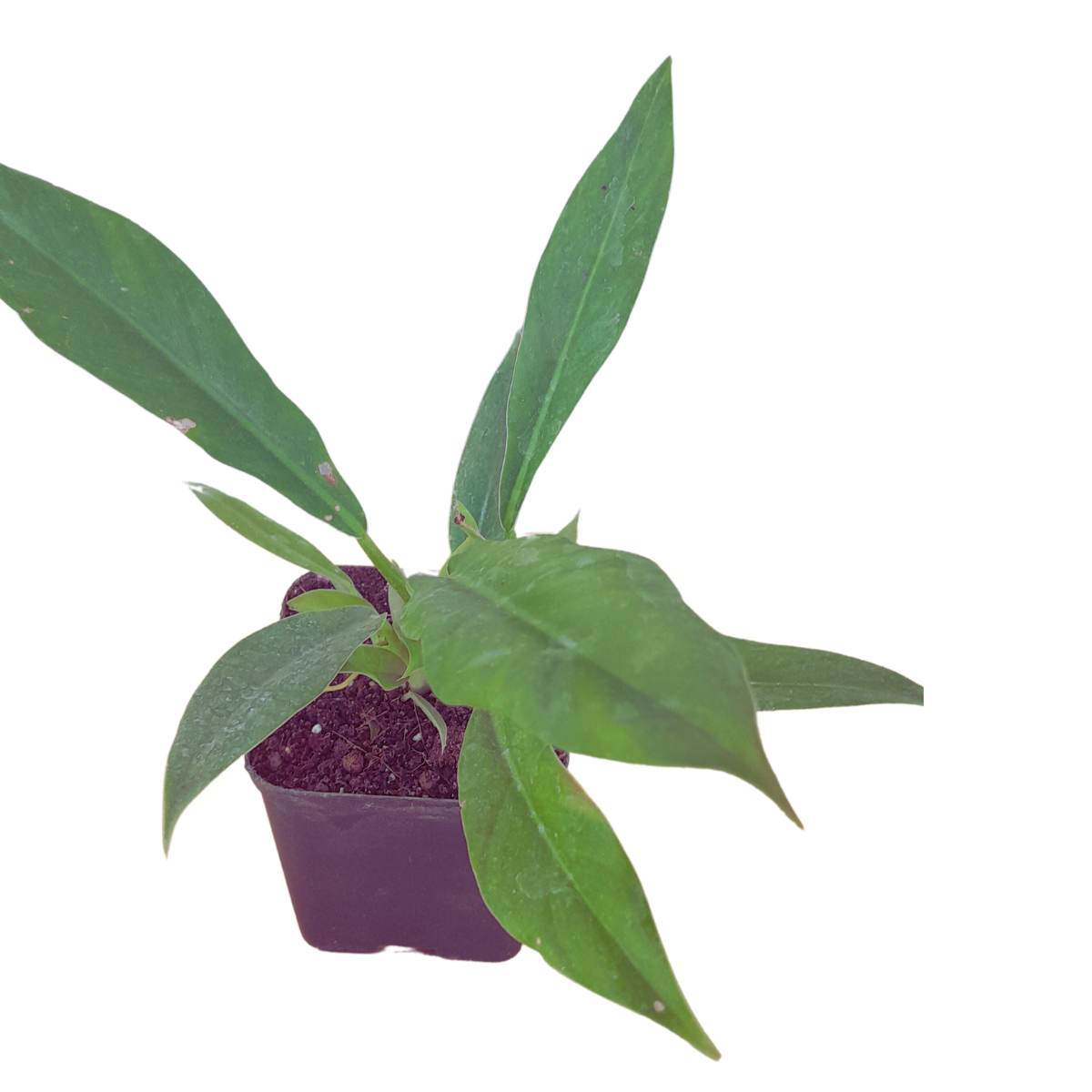 philodendron ring of fire green Philodendron Ring of Fire Green