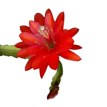 Brahma Kamal Red