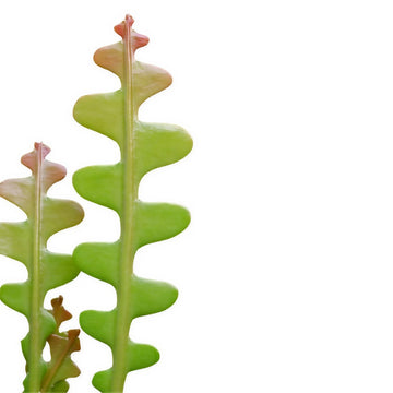 Fish Bone Cactus
