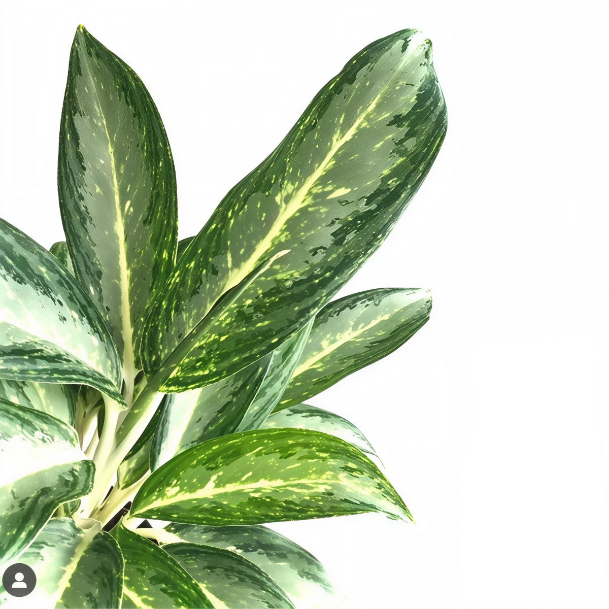 aglaonema white rain Aglaonema Manila White
