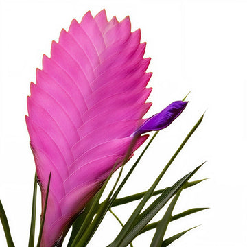 Tillandsia Cyanea