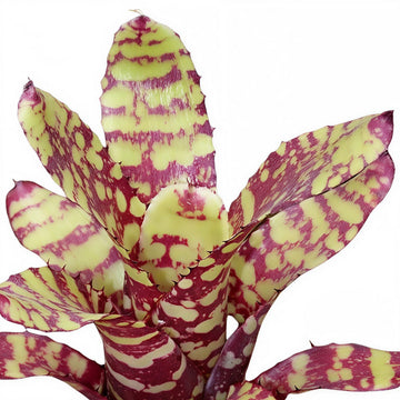 Mini Leopard Bromeliad
