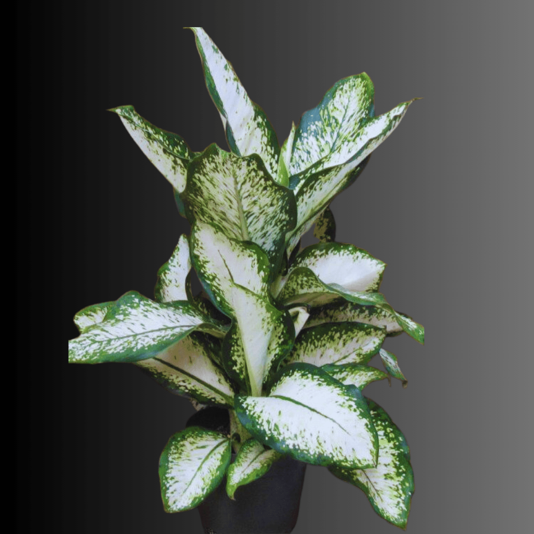 Dieffenbachia Delilah Rare Indoor Plant