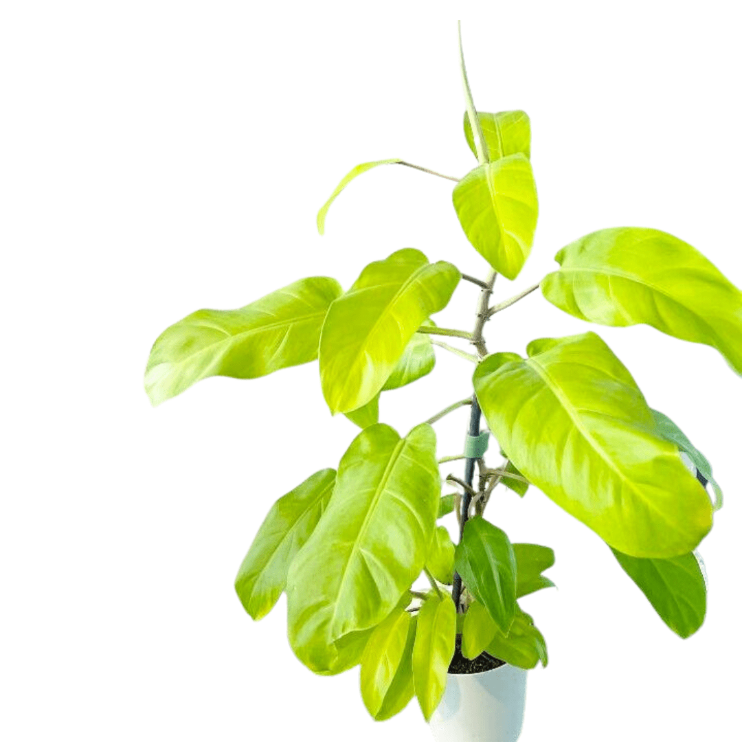 Philodendron Narrow Leave Moonlight / Air Purifying Plants