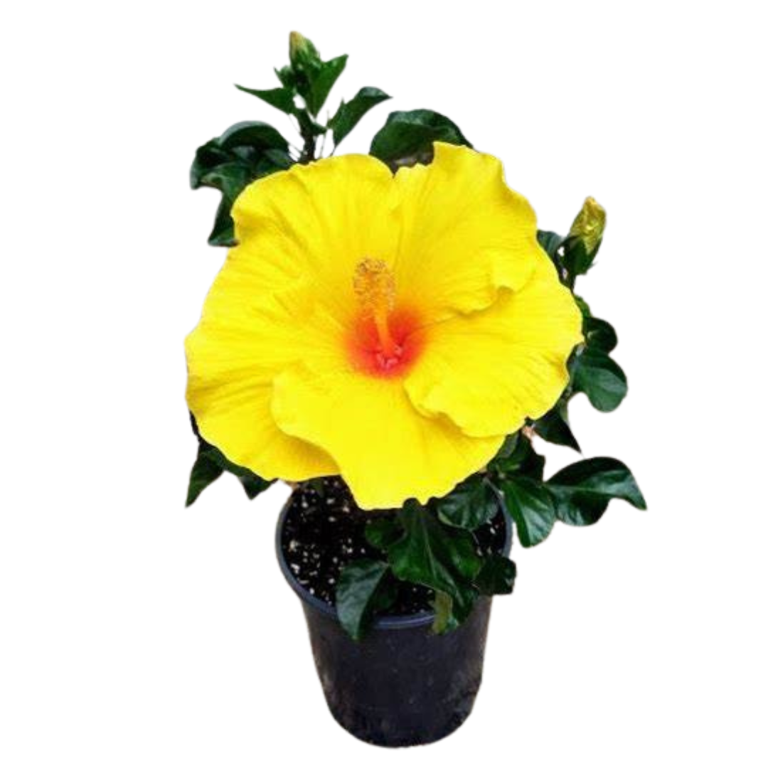 Yellow Hibiscus :- Hawaii Variant
